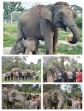 Kabar Bahagia dari Tesso Nilo! Bayi Gajah Sumatera Lahir Sehat, Kapolres Pelalawan Turun Langsung Meninjau