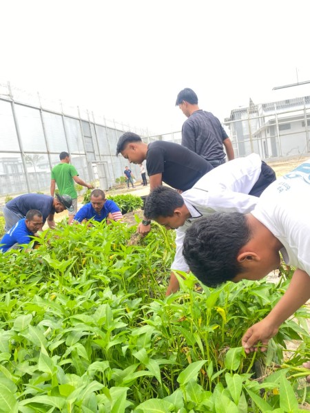 Subur dan Produktif, Warga Binaan Lapas Bagansiapiapi Sukses Panen Kangkung Mandiri