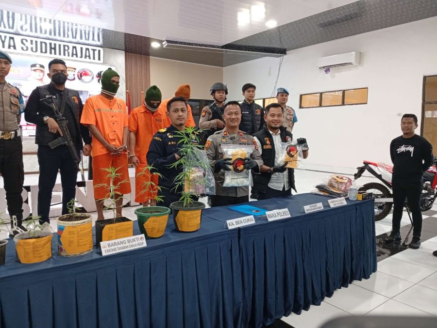 Satu Tersangka Diamankan, Polres dan BC Bengkalis Ungkap Penanam Ganja di Rupat