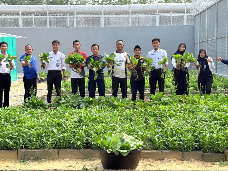 WBP Lapas Bagansiapiapi Panen Sawi Dan Melon, Hasilnya Laris Dijual Ke Luar